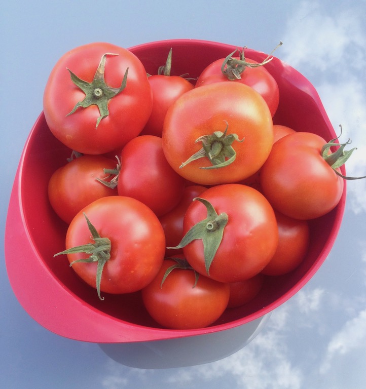 Tomaten_Garten_Ernte