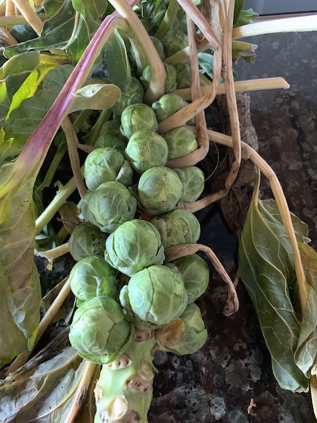 Kohlsprossen_Sprossenkohl Kohlsprossen, Mut zum eigenen Gemüsegarten