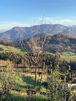 Hütte Garten Apfelbaum Boscop Lederapfel Elisabeth Mitterschiffthaler