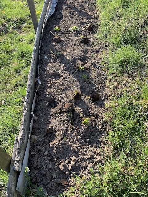 Huette_Garten_Beete_Erdbeeren Kopie Erdbeeren Vögel