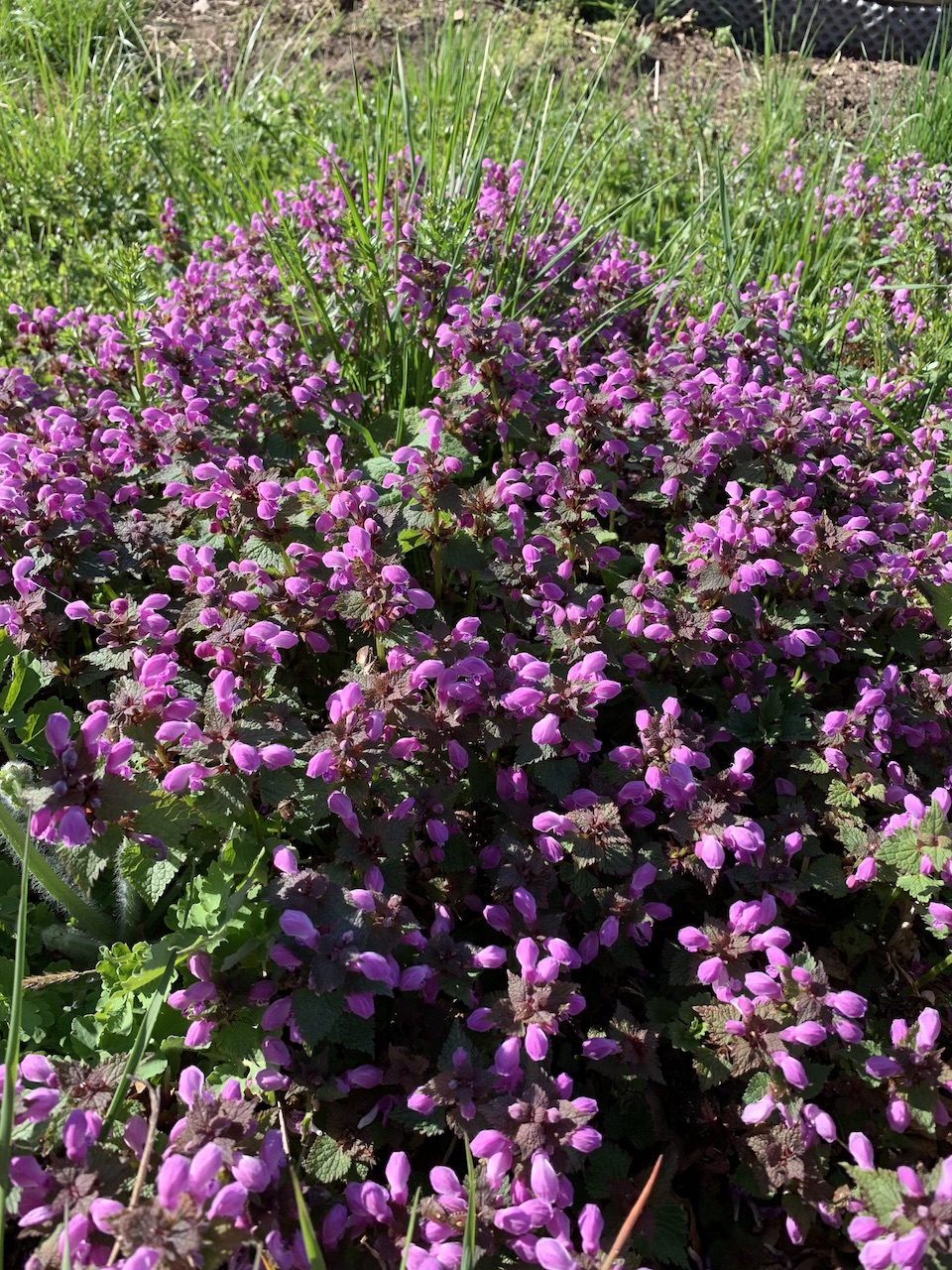 Huette_Garten_Beete_Lungenkraut Kopie