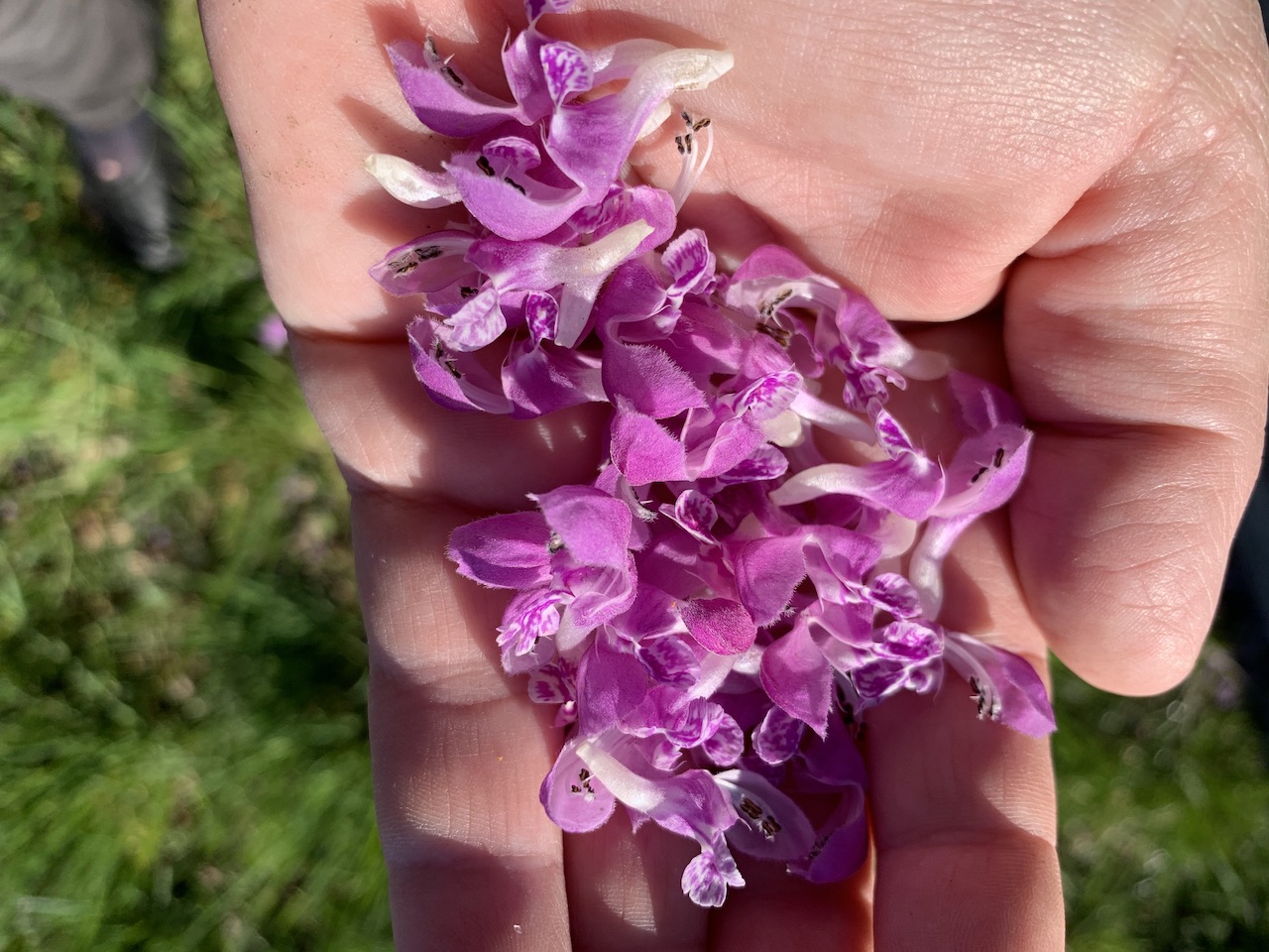 Huette_Garten_Beete_Lungenkraut2 Kopie