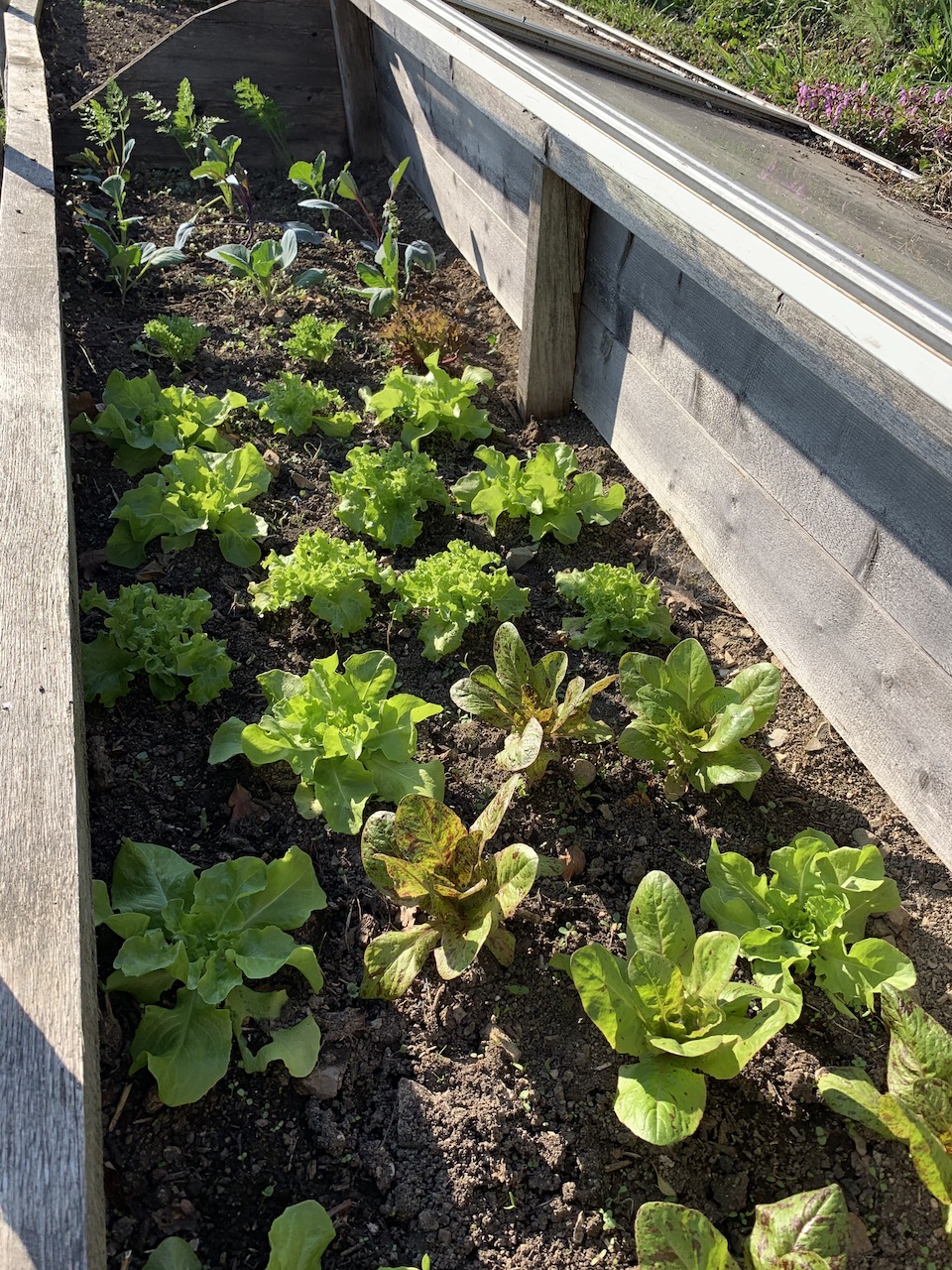 Huette Garten Beete Salat