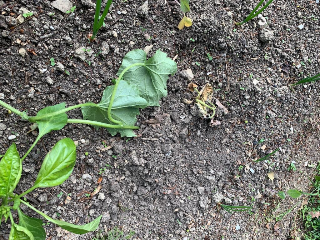 Gurke neu und alt