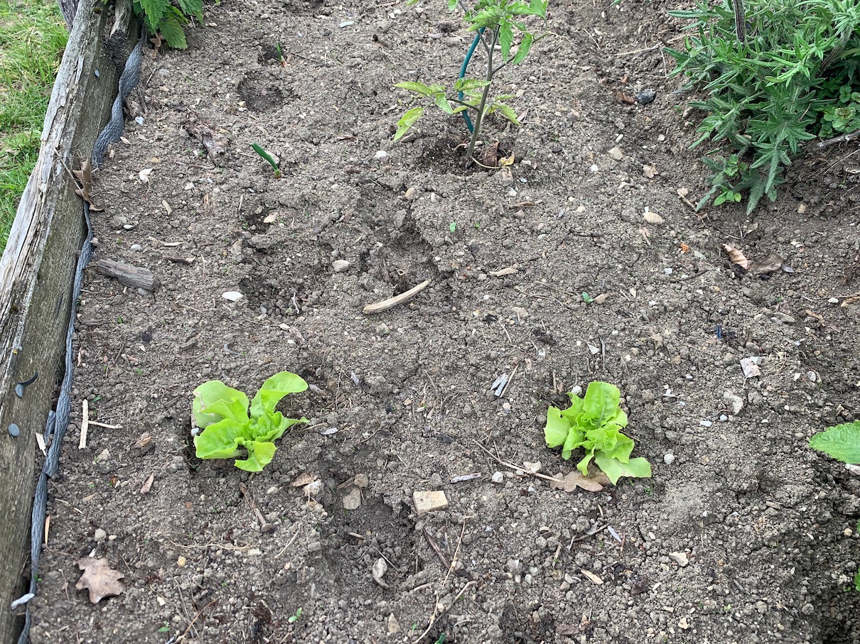 Huette_Garten_Spuren_klein Huette_Garten_Spuren_klein