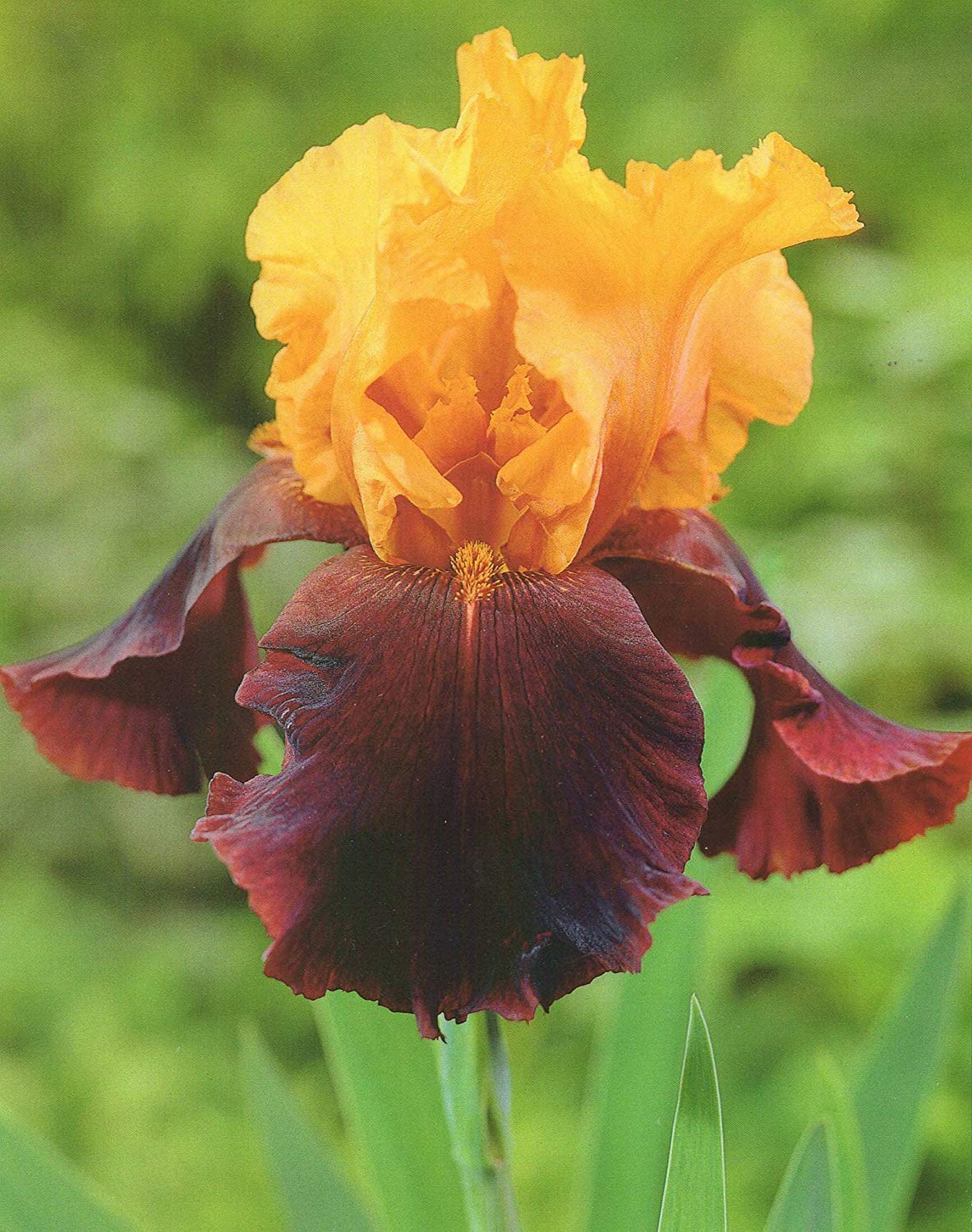 Iris Schwertlilie
