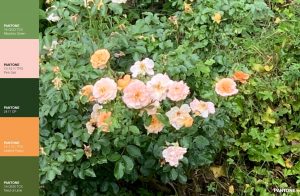 IMG_6216 2