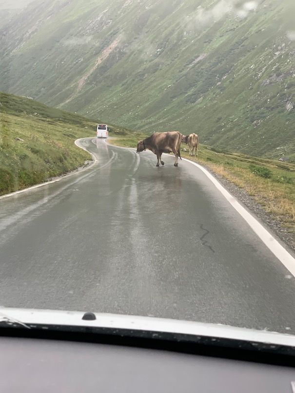 A_Vorarlberg_Silvretta_Hochalpenstraße_Silvretta_Kuehe